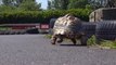 La tortue la plus rapide du monde - record validé