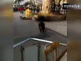 Burası İstanbul ! Domuz vatandaşı kovaladı !!!