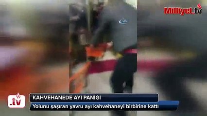 Yolunu şaşıran yavru ayı kahvehaneyi birbirine kattı -Bear cub that has lost its way