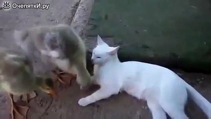 Смешное видео. Кот и гусь