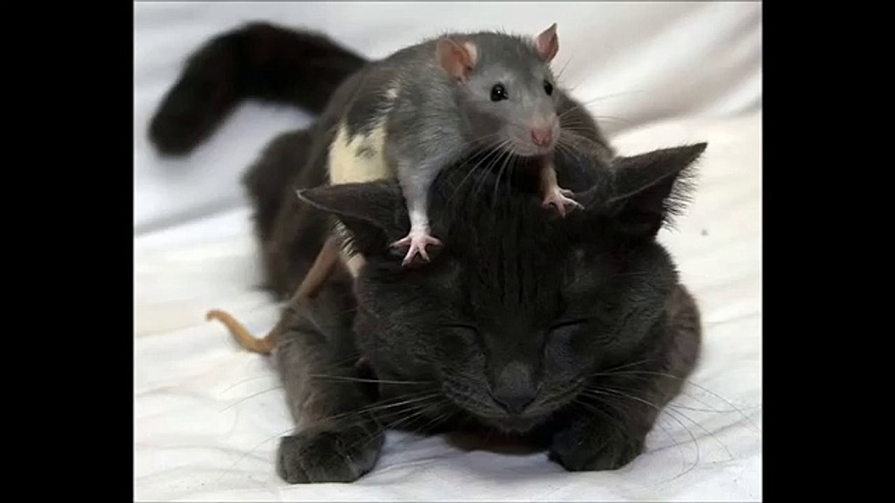 Funny Black Cat