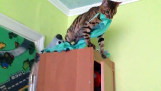 СМЕШНОЙ БЕНГАЛЬСКИЙ КОТИК ПРИКОЛЬНО ТУПИТ! ⁄ FUNNY CAT COOL BENGALI ÖH!