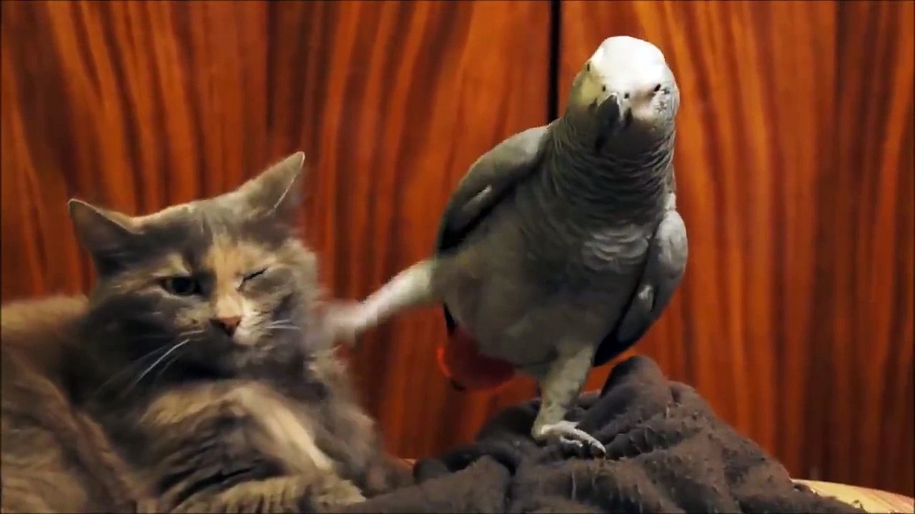 Brave Parrot Tease a Cat