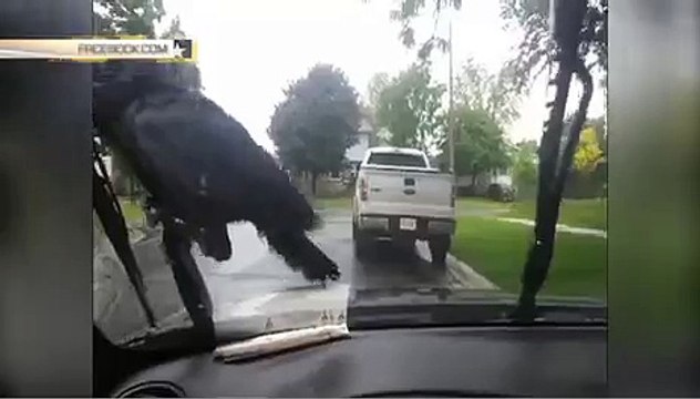 Наглый ворон превратил автомобиль в личную карусель