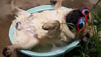 Dog doing amazing snoring