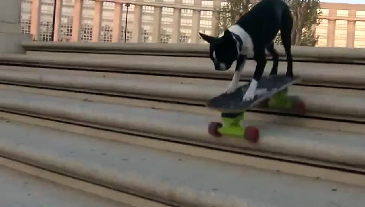 A Dog on Skateboard