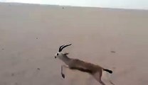 طريقة غريبة لصيد الغزال في الصحراء مخك ياقف