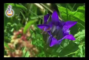 Fasle Gul Hay Aye Shaheedon