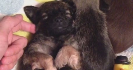 A tickle gets this puppy's foot going.