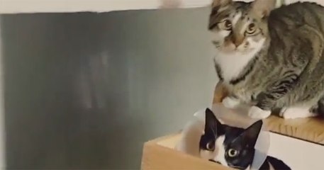 Hey, kitty! Look over here!