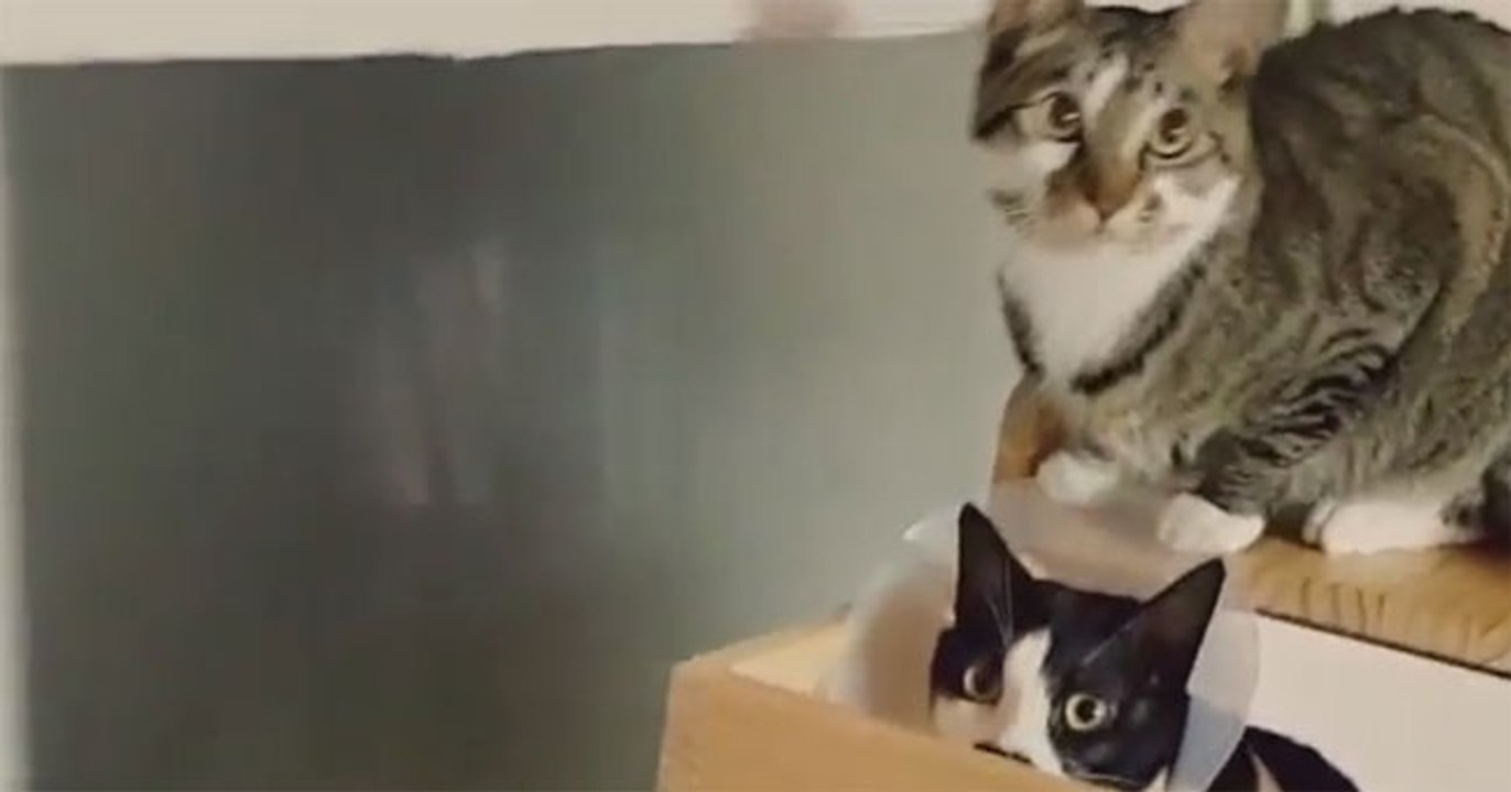 Hey, kitty! Look over here!
