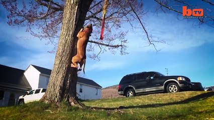 L'entraînement Flippant des 'Super Pitbulls' de Défense