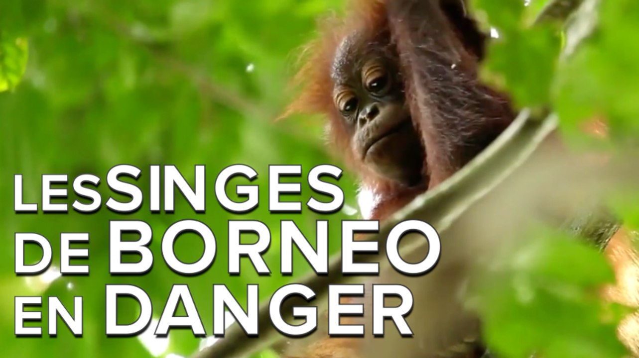 Les orangs-outans de Bornéo pourraient disparaître d’ici 2020