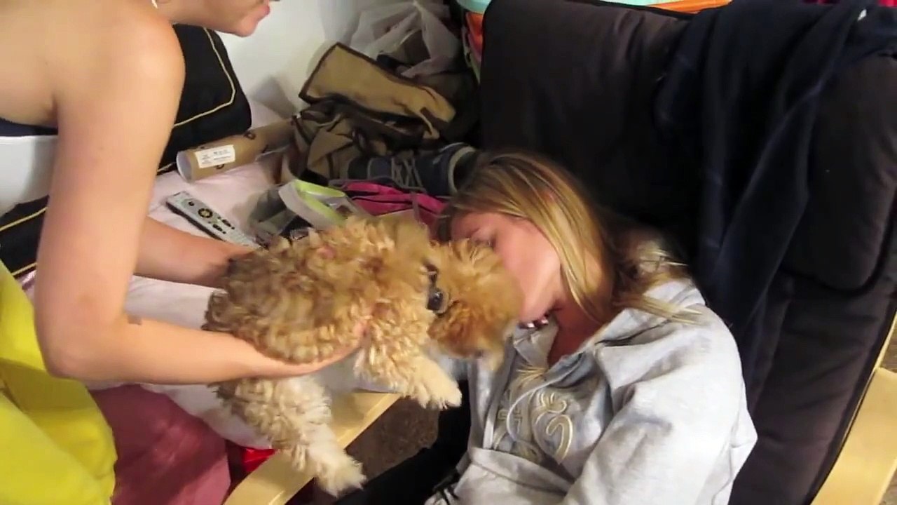 Cute Puppy Prank