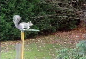 Mission Impossible Squirrel Edition