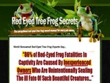 Red Eyed Tree Frog Secrets