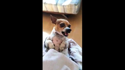 Angry chihuahua goes wild when it gets its back rubbed