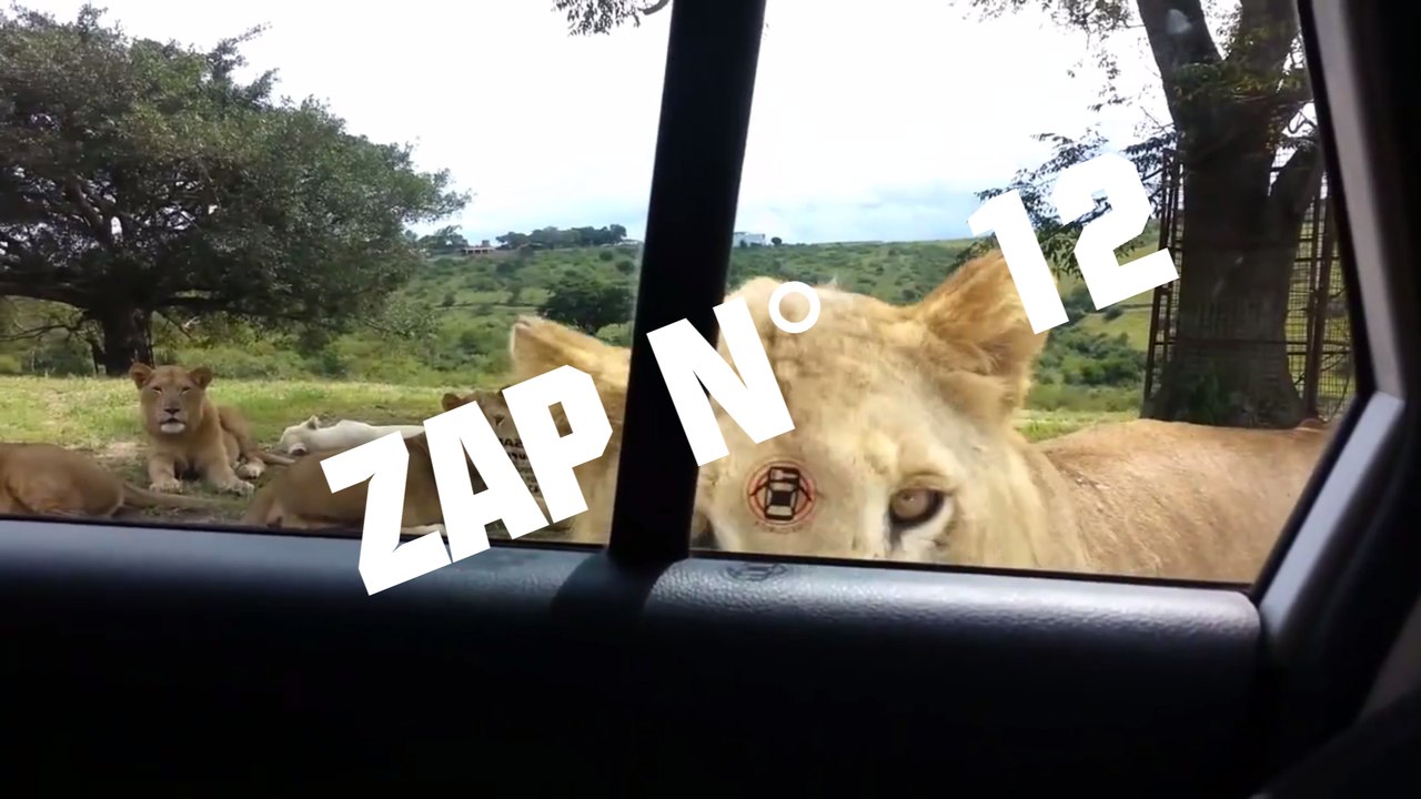 Zap auto WTF Garage N°12