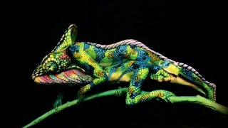 Chameleon Fine Art Bodypainting