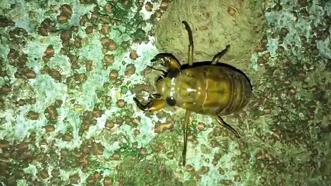 2015駒沢公園蝉の幼虫