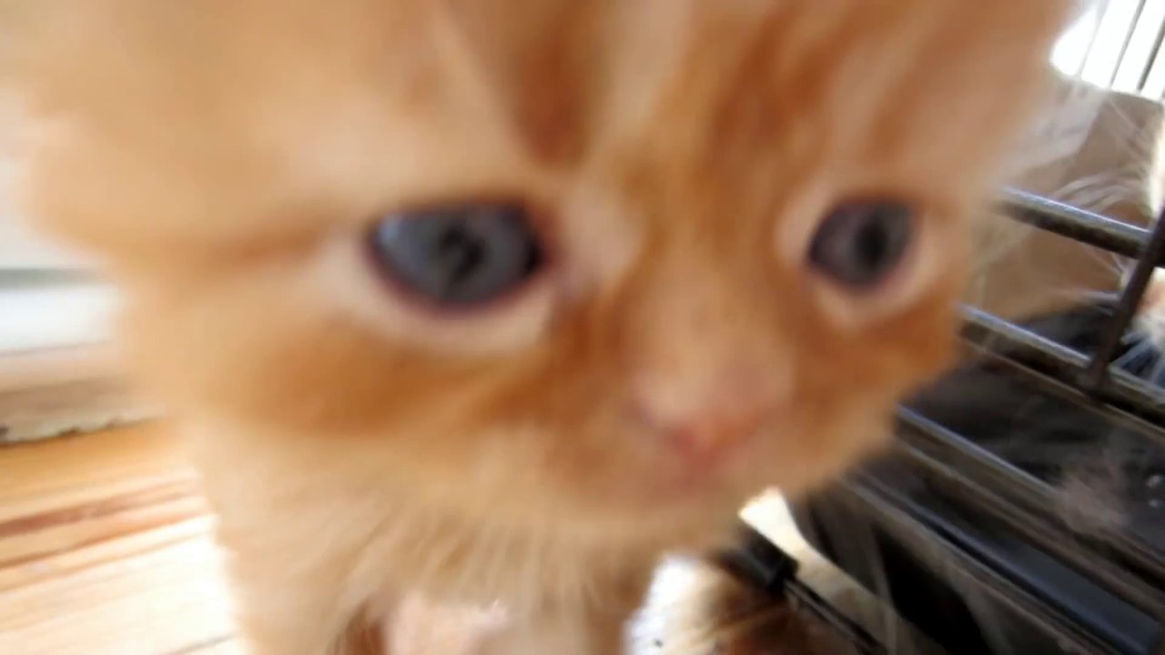Cute Kitten meows for love and falls asleep