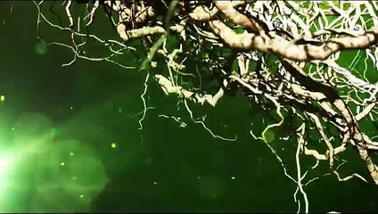 ZEN BODI SISTEMA EN TRES PASOS