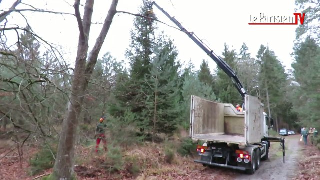 Un sapin de 10 m de la forêt de Fontainebleau pour décorer la ville