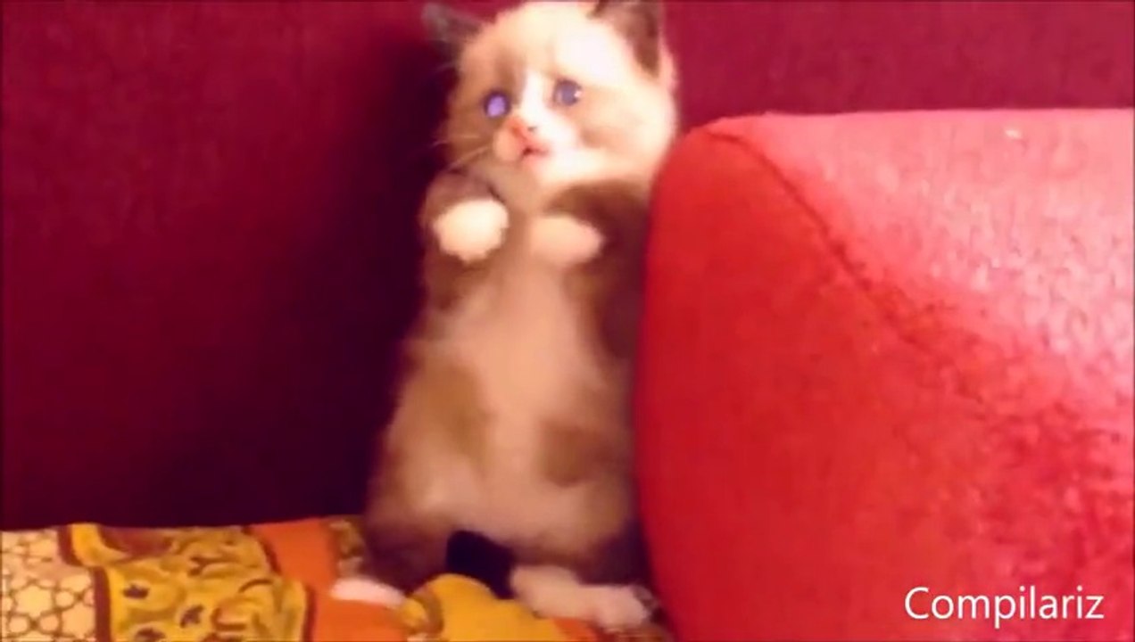 Cats Compilation - The most beautiful and cute cats ever!