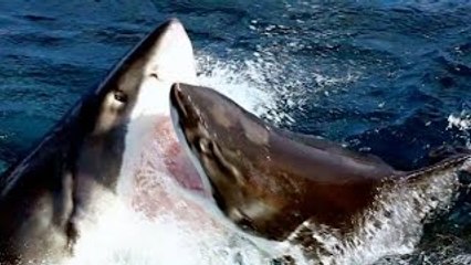 Flagrantes da vida Selvagem - Loucuras Animais