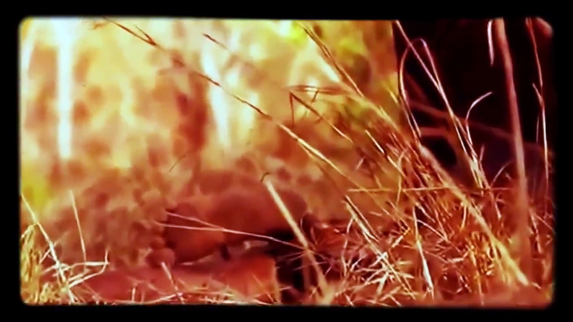 ⁣Science Documentary ~ Wild Extreme Animal Attacks Full Documentary