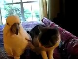 cockatoo pets a kitty.....