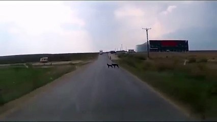 Dog rescues dog