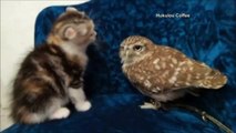 Unlikely friendship with Kitten and Owl - So Sweet