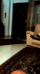 Battles between cats- 1