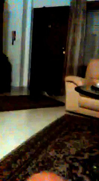 Battles between cats- 1