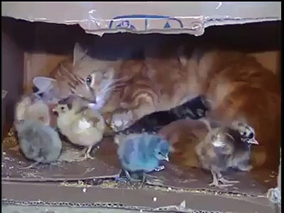 A mother cat chicks
