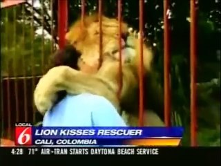 Leão que adora dar beijos