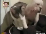 Angry Cat Knocked Out Innocent Dog (Most Funny Pets)