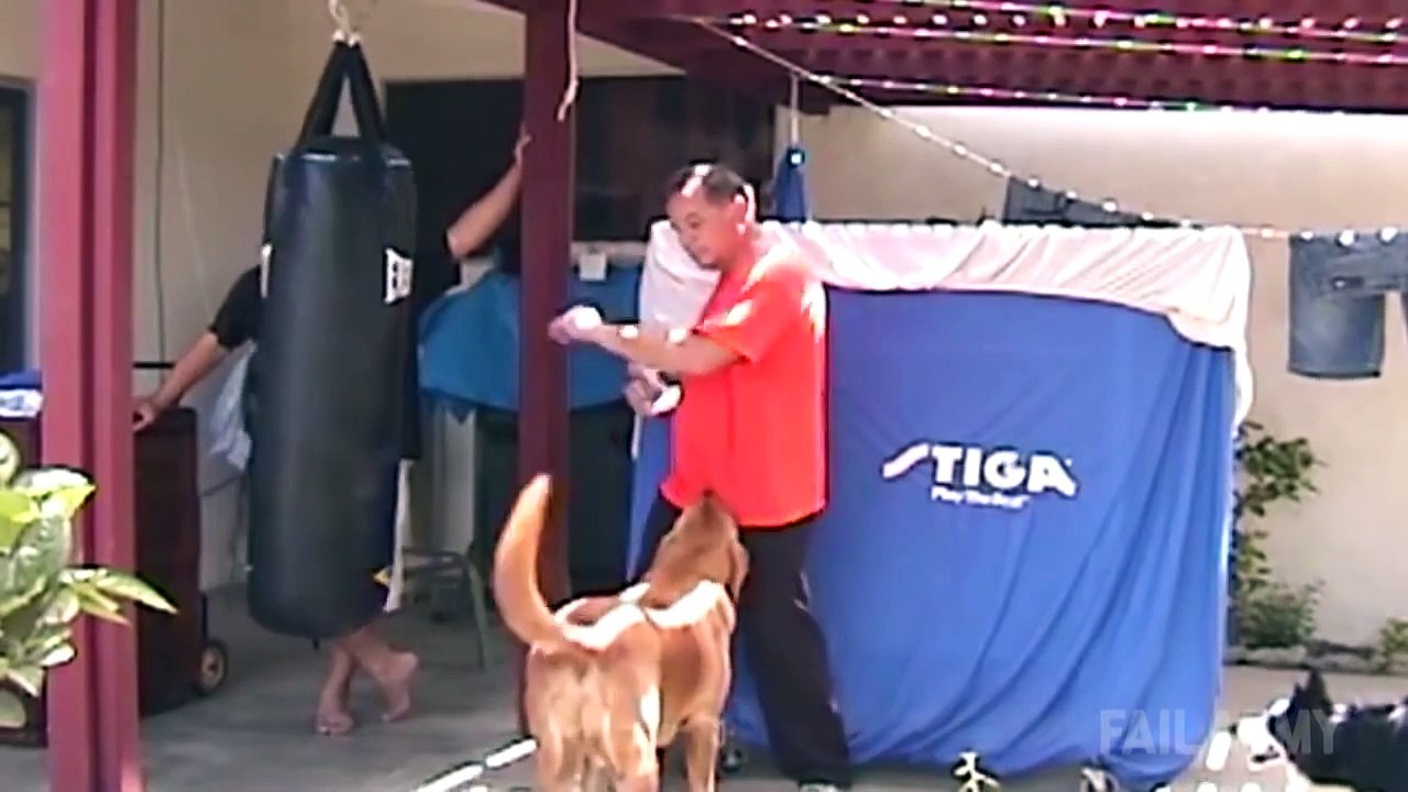 Ultimate Funny Dogs Compilation