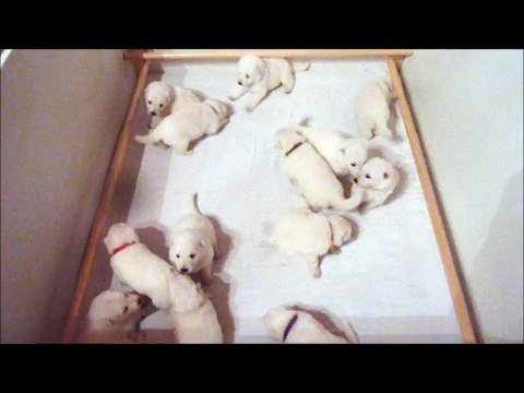 Les chiots ont 22 jours ...