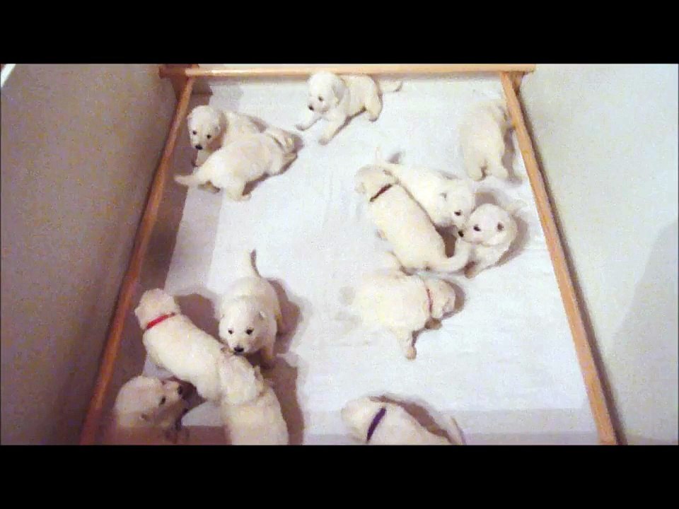 Les chiots ont 22 jours ...