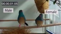 Tropical birds caught tap dancing in bizarre mating ritual