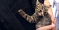Feline Rescues: Cat With Stick Stuck in Eye, Kitten Stuck Down Pipe
