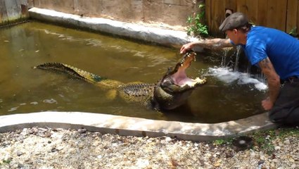 Life as a Crocodile Trainer