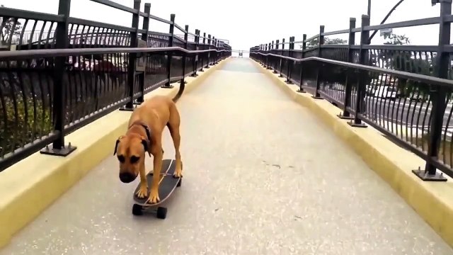 Псы супер герои