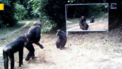 Свет мой, зеркальце, скажи...