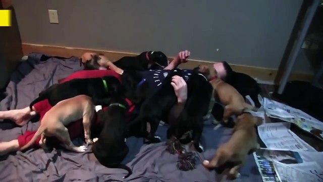 Страшное нападение щенков на человека