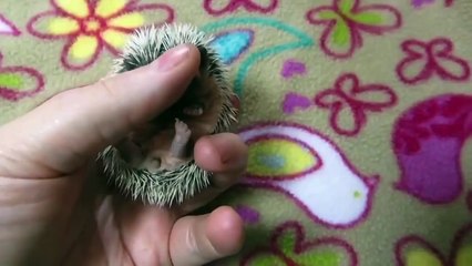 Так улыбается ёжик