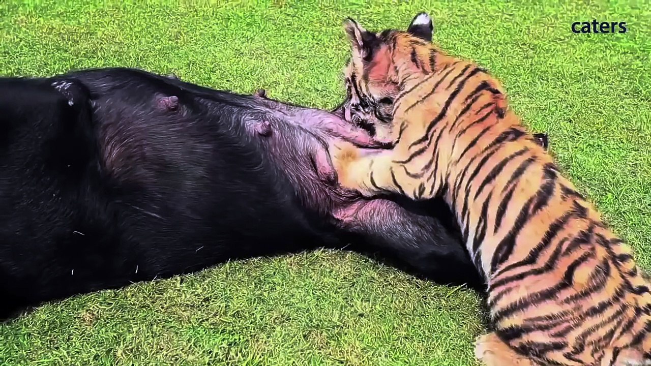 Чужих детей не бывает