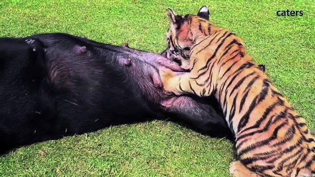 Чужих детей не бывает